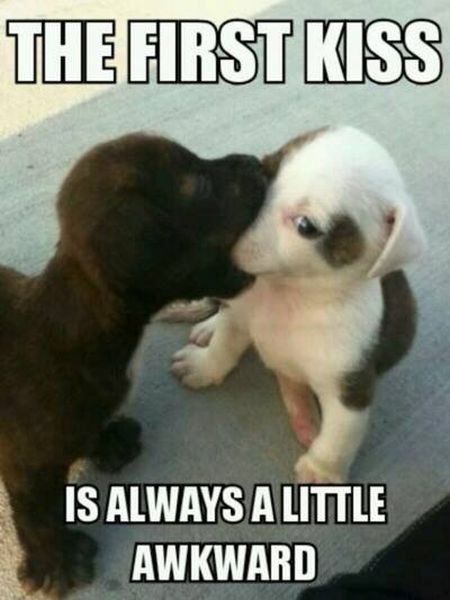 1c6753c5e5c3c53de383cef90d39be91--funny-dog-memes-funny-dogs.jpg