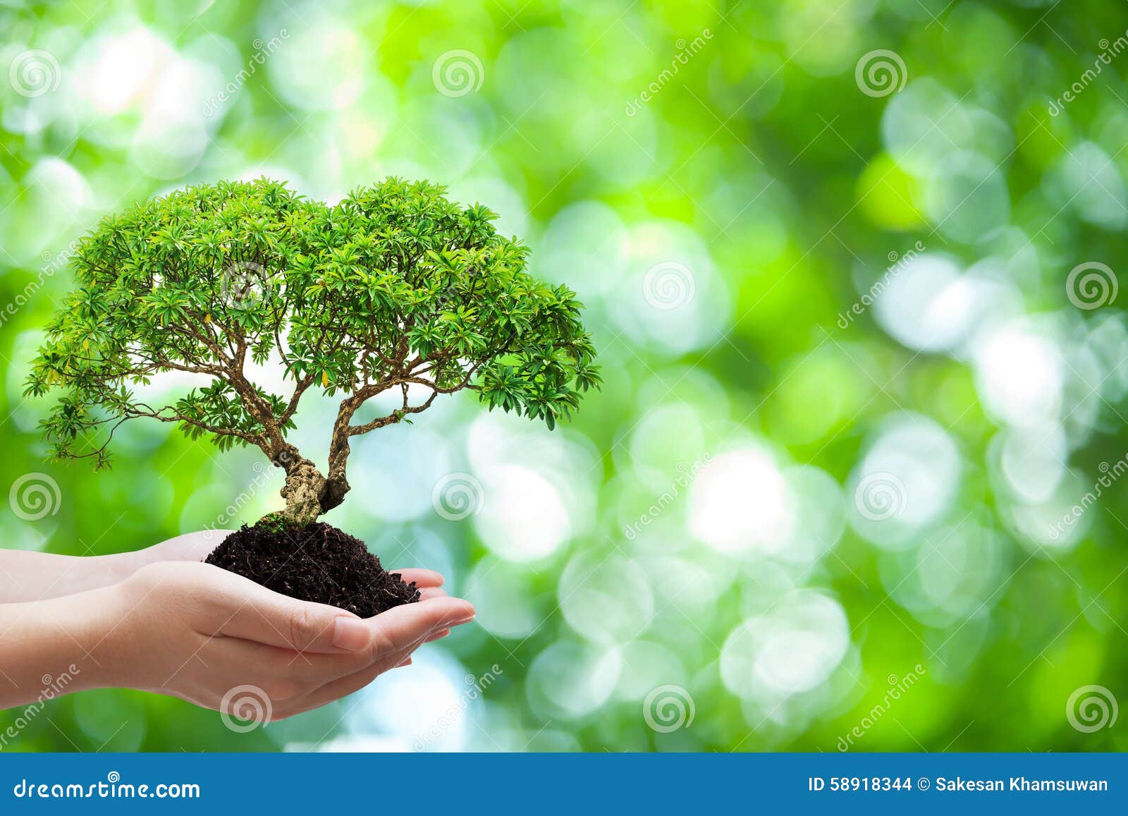 hand-holding-beautiful-tree-two-green-bokeh-background-horizontal-58918344.jpg