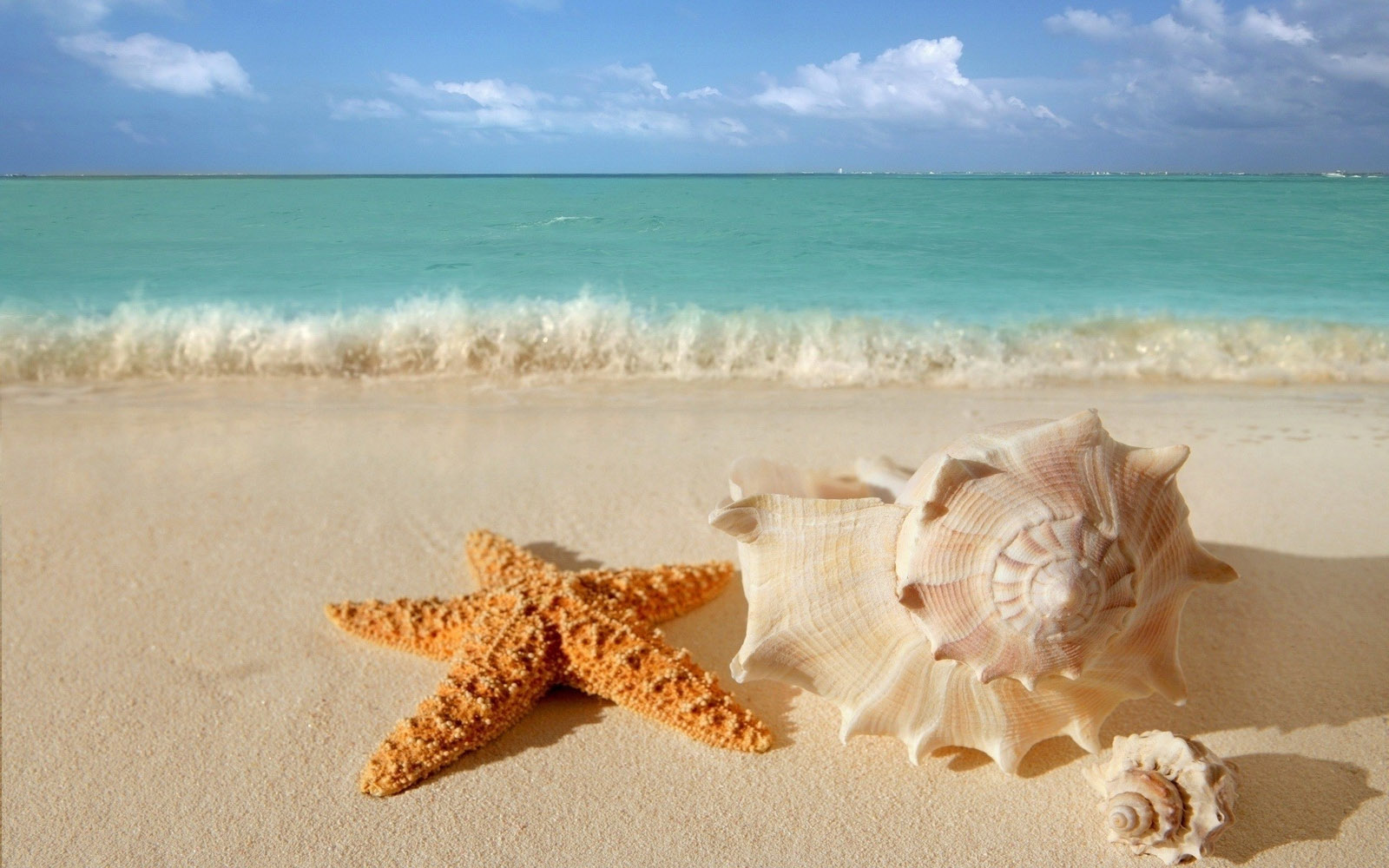 6-starfish-seashells-beach-sand-wallpaper.jpg