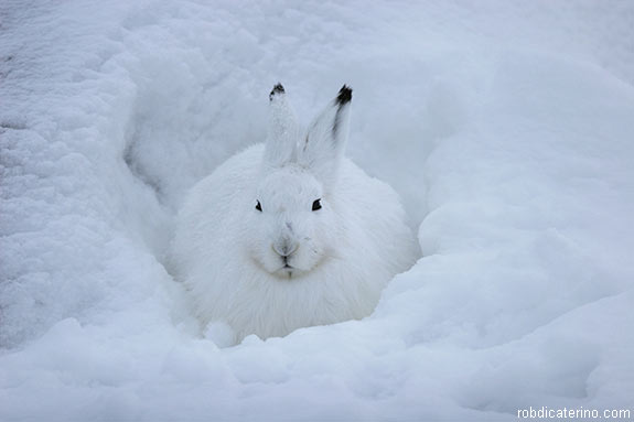 rabbit-snow-before-575x383.jpg