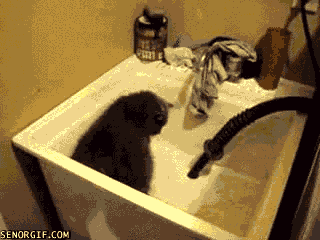 Funny-Cat-Gifs-27.gif