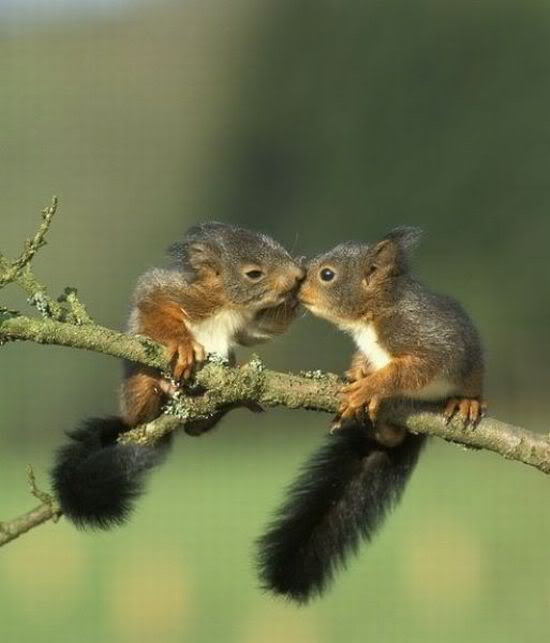 squirrel-kiss-big.jpg