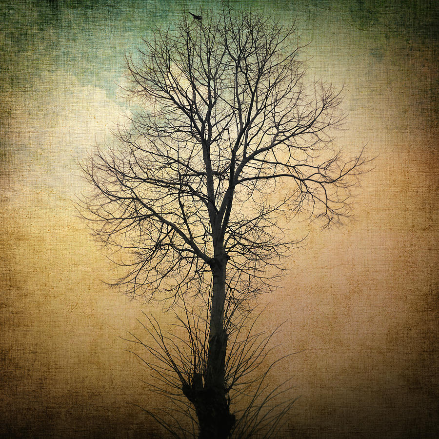 waltz-of-a-tree-taylan-soyturk.jpg