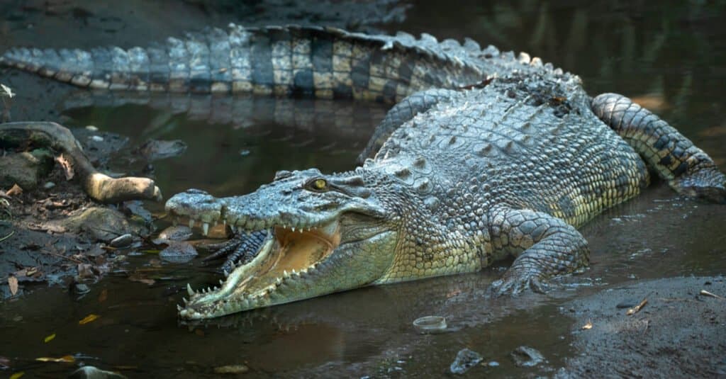 Saltwater-crocodile-1024x535.jpg