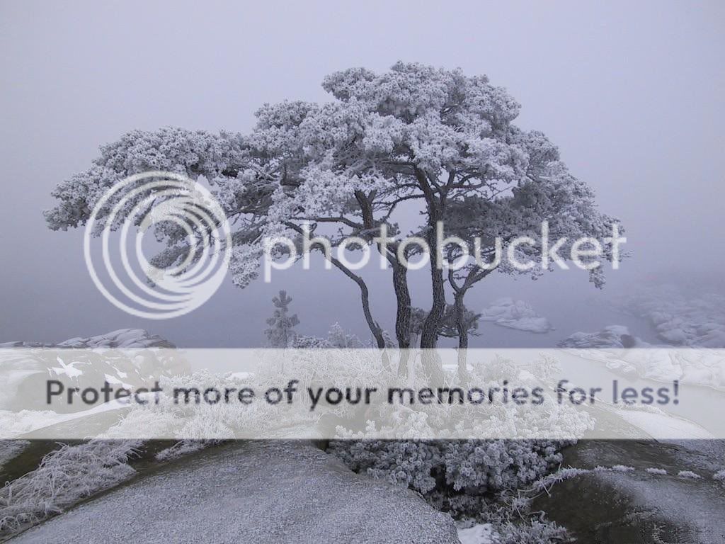 snowy_tree__wallpaper_evolink_ro_.jpg