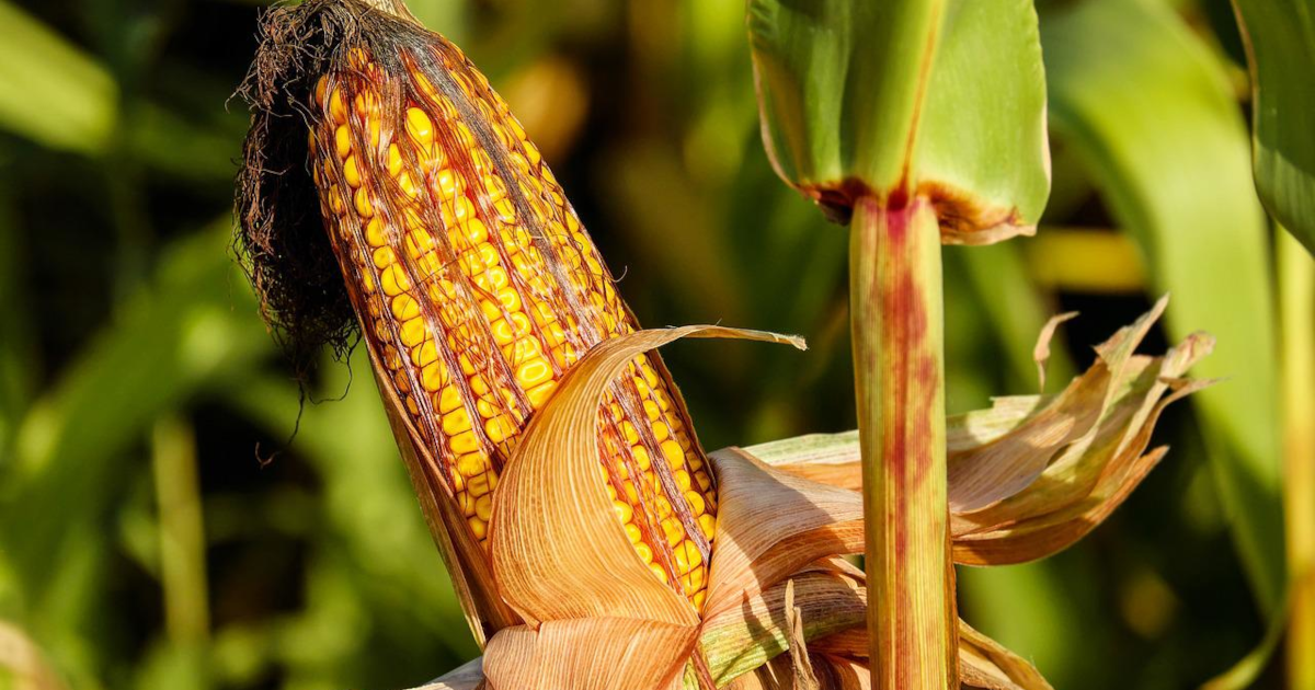 organicconsumers.org