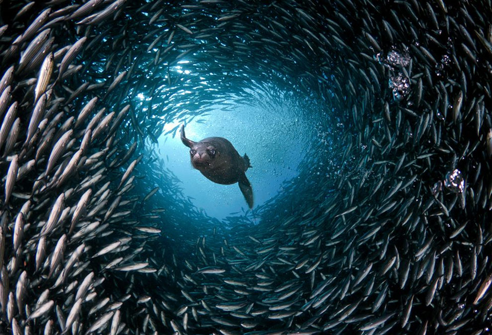 sea-lion-swim-through-a-tunnel-of-fish.jpg