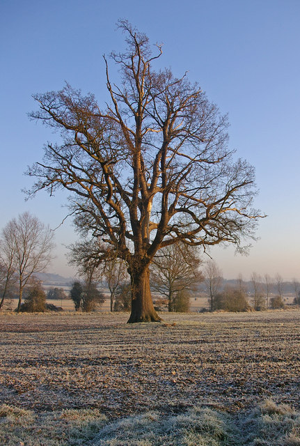 Bare_tree_in_winter_-_geograph.org.uk_-_637227.jpg