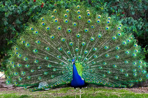 Peacock_With_Fanned_Tail_600.jpg