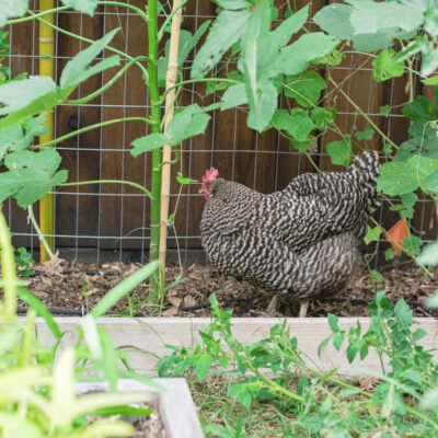 Benefits of Raising Chickens: Eggs, Meat, Chicken Manure as Fertilizer, and More