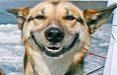 smiling-dog-2-gif_2.jpeg