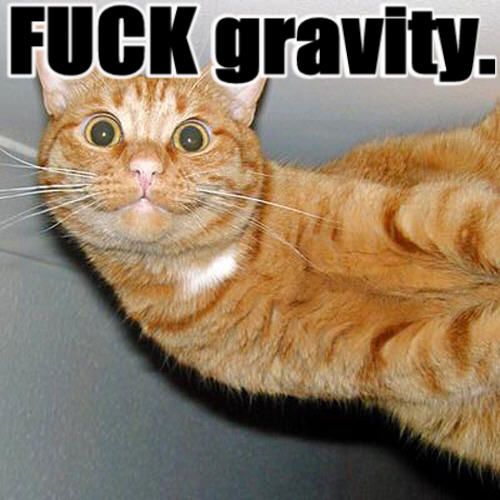 fuck_gravity_cat-b.jpg