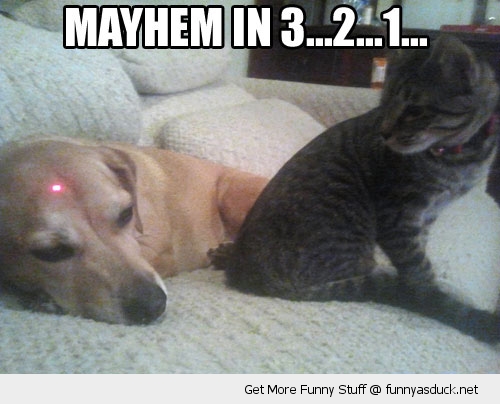 funny-cat-dog-mayhem-red-dot-pics.jpg