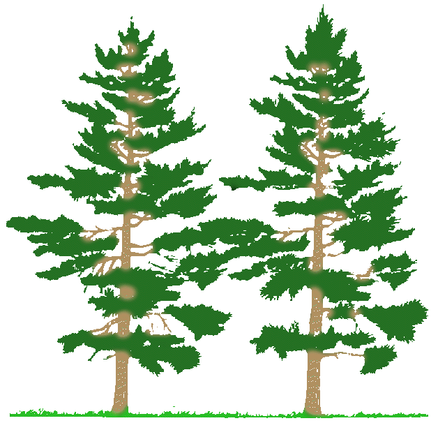 pine%20trees_full.gif