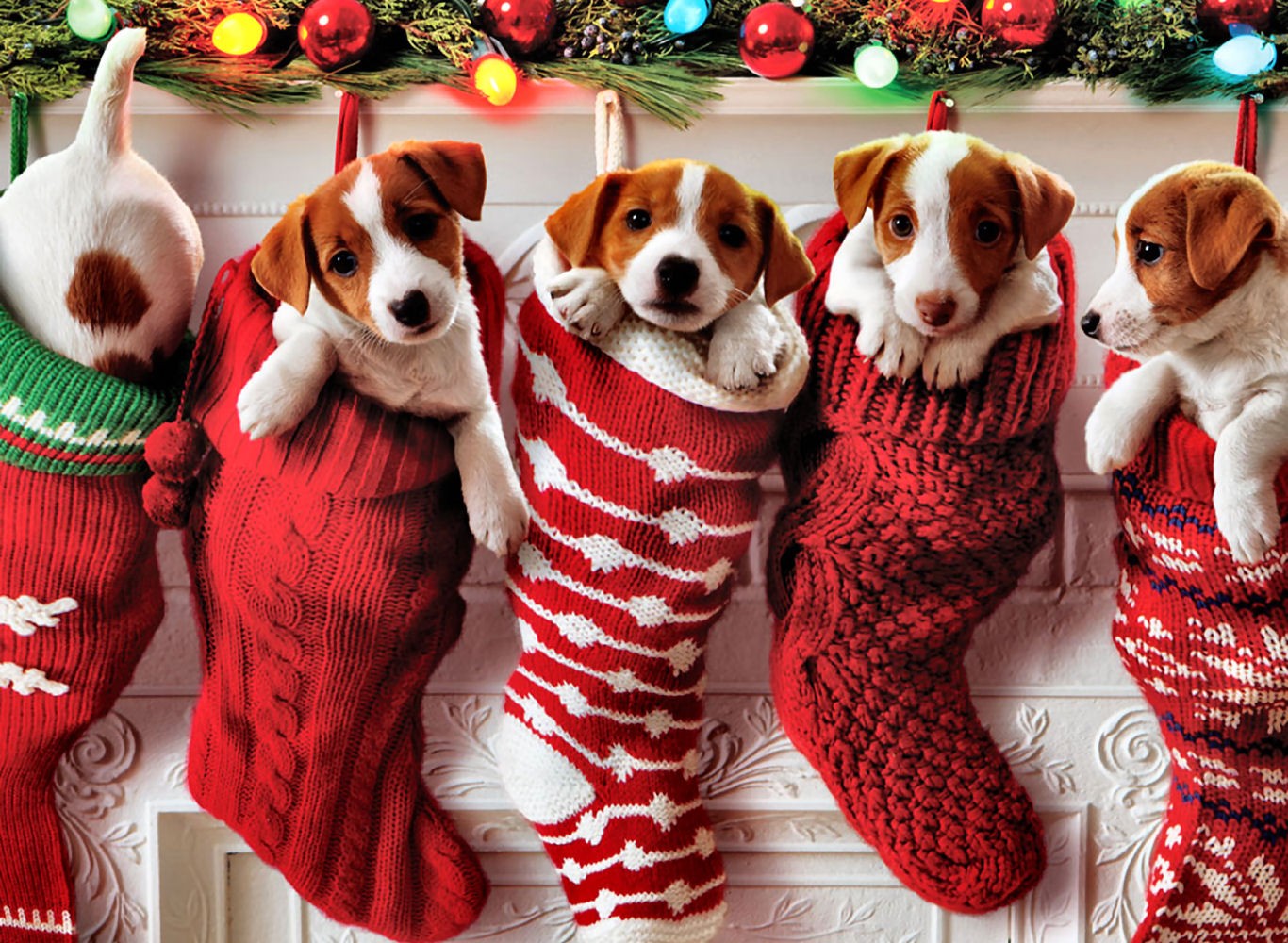 Dogs-Puppy-cats-Animals-Christmas-Photos-Images.jpg