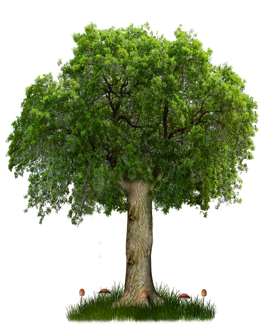 png_tree_8_by_paradise234-d5hfi67.png