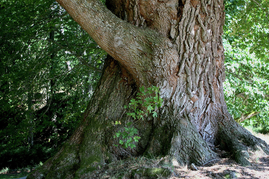 big-fat-tree-trunk-lorraine-devon-wilke.jpg