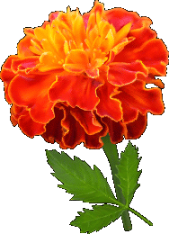marigold-illustration.png