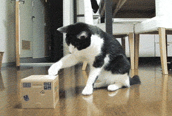 cute-cat-gifs.gif