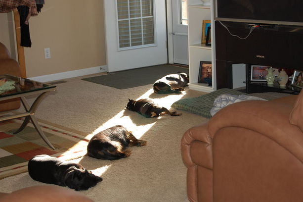 dogs-laying-lying-in-the-sun.jpg