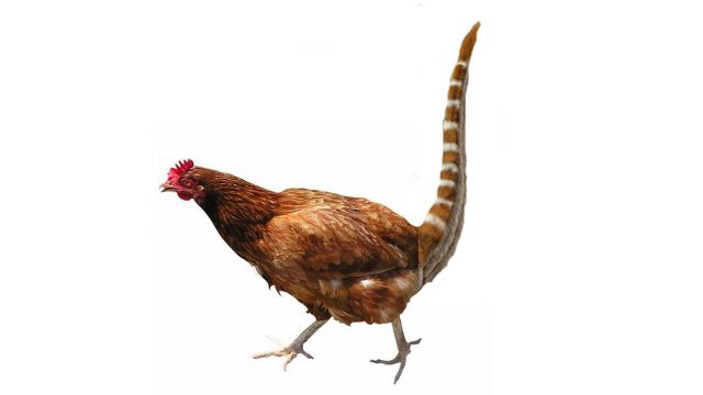 dinochicken3.jpg
