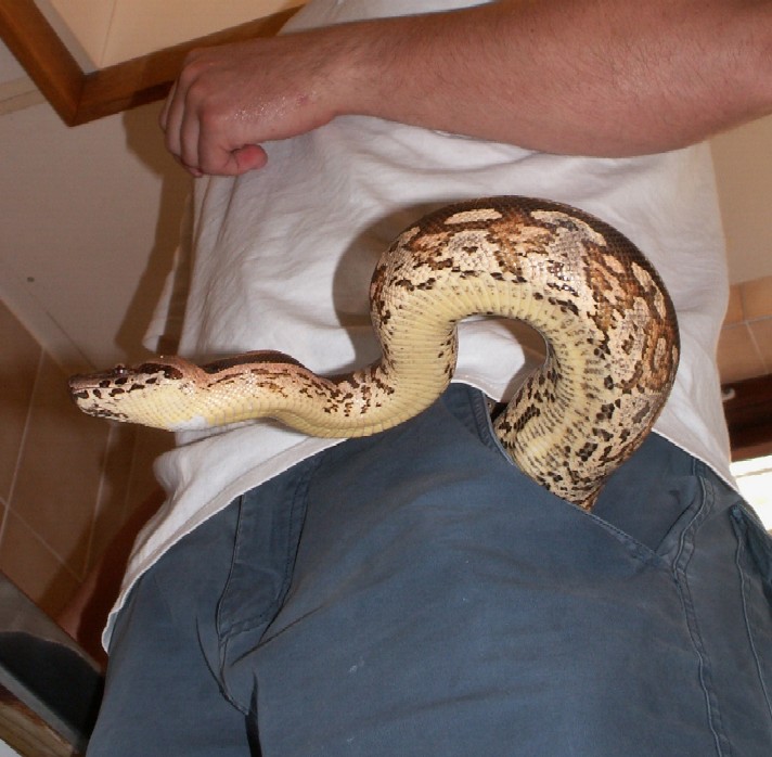 trouser%20snake.jpg