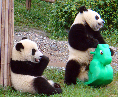 Happy+Pandas+Photo.jpg