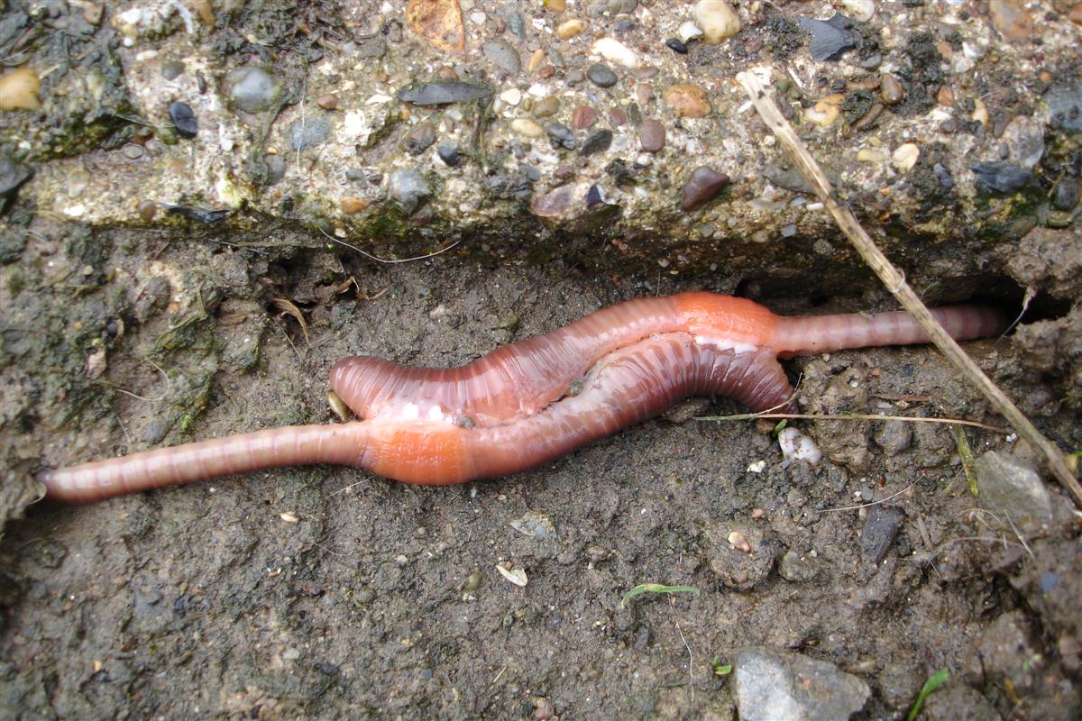 Mating_earthworms.jpg