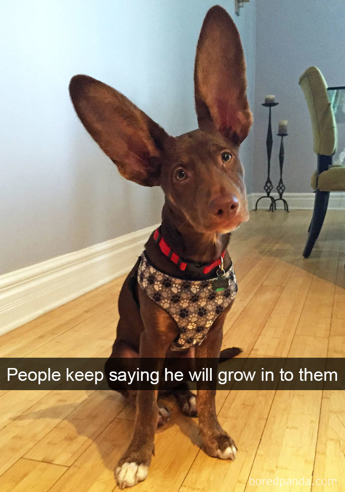 dog-snapchats-3-599bd4bc8d79e__700.jpg
