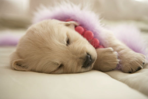 golden_retriever_puppy_sleeping_dog_pictures.jpg