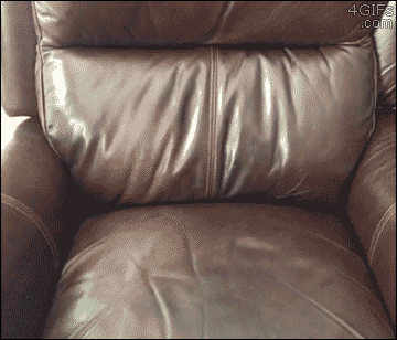 w7c29-couch-dog.gif