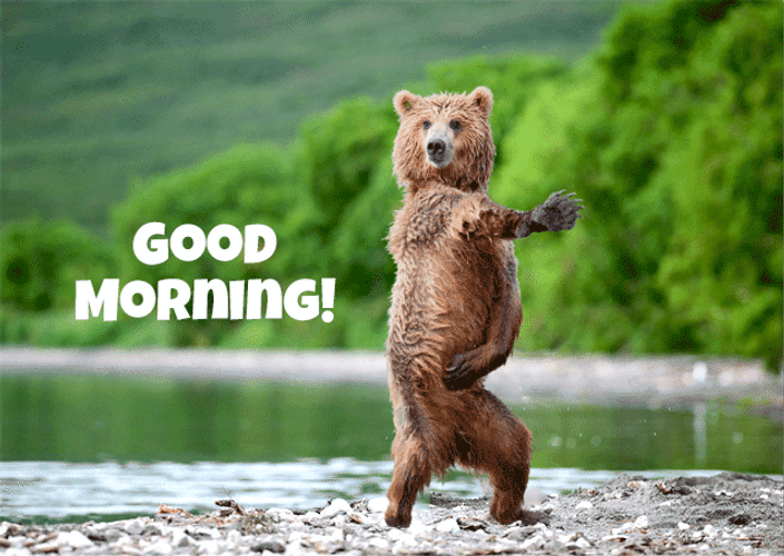 This may contain: a brown bear standing on its hind legs in front of the water and saying good morning