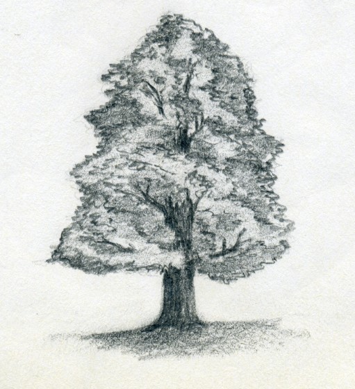 draw-a-tree14.jpg