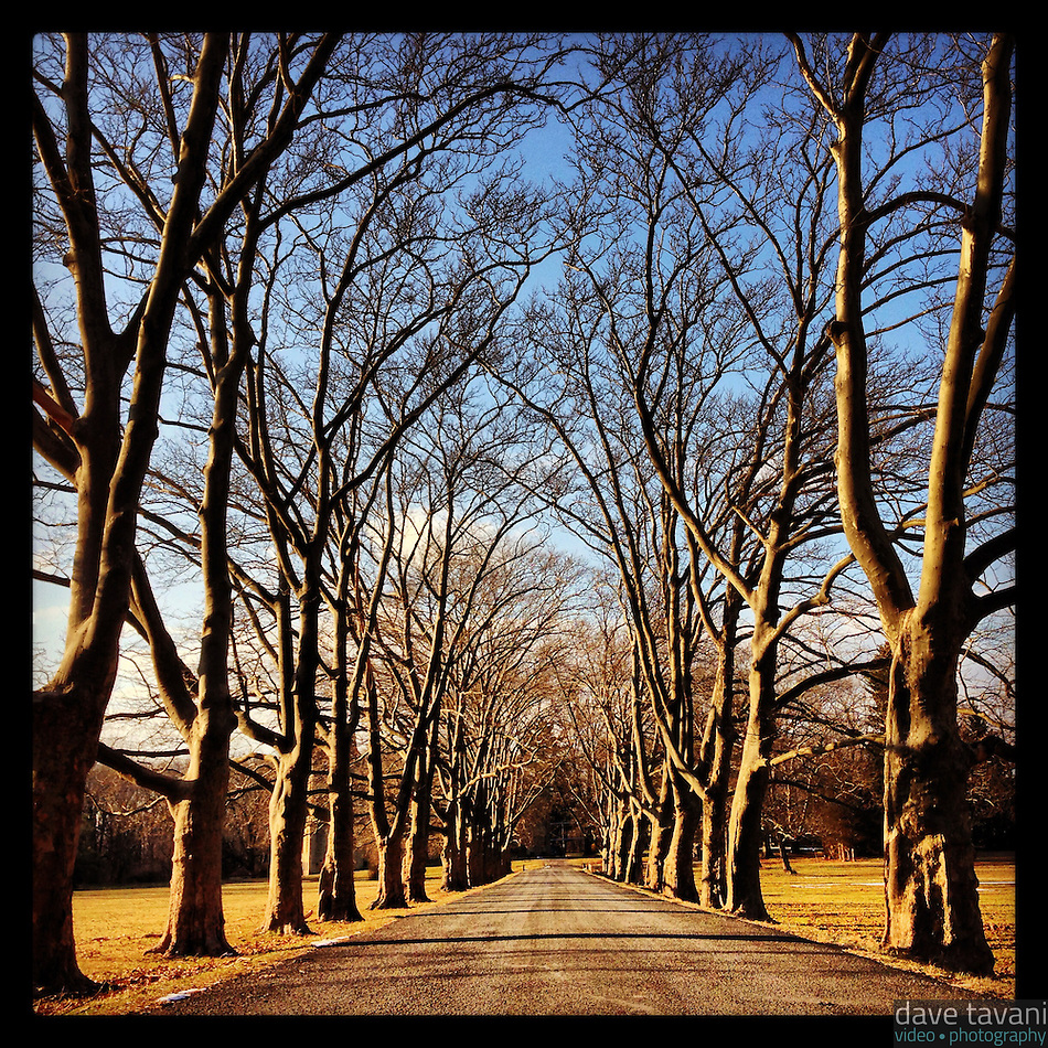 FonthillTreeLinedRoad.jpg