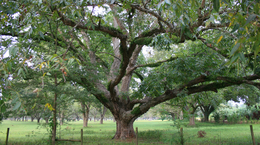 PecanTree.png