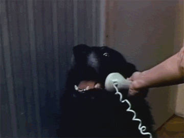 Hello-Yes-This-Is-Dog-Meme-Gif.gif