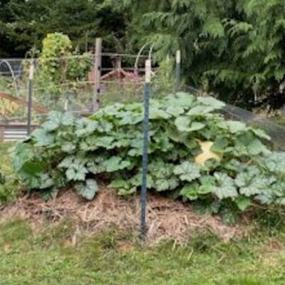 A Step-by-Step Guide to Building a Hügelkultur Raised Bed