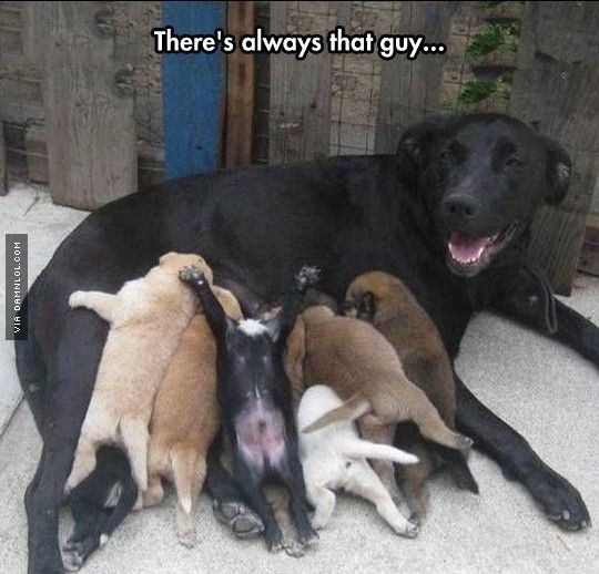 abf06e763d2eb3fcf2d2a2365bdb4692--rebel-funny-pics.jpg