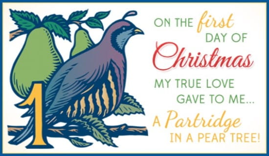 16174-partridge-in-a-pear-tree.jpg