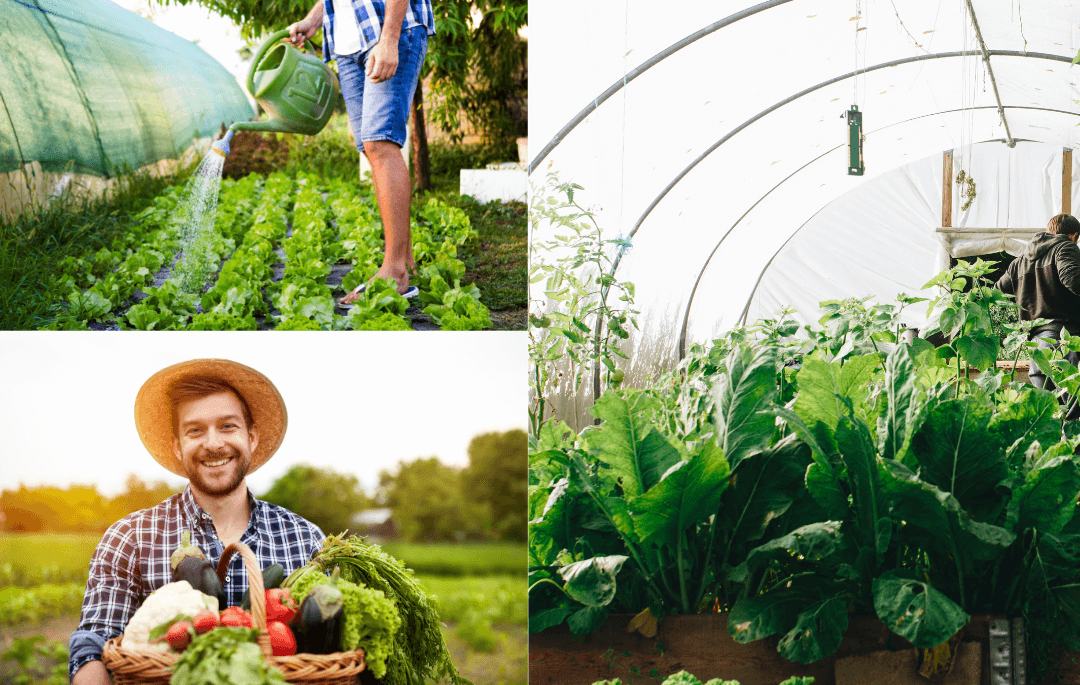 growyourownvegetables.org