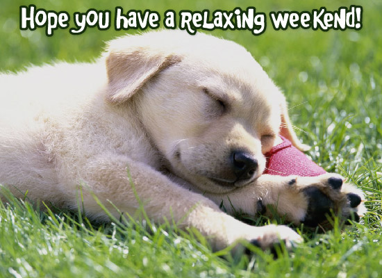 weekendpuppy.jpg