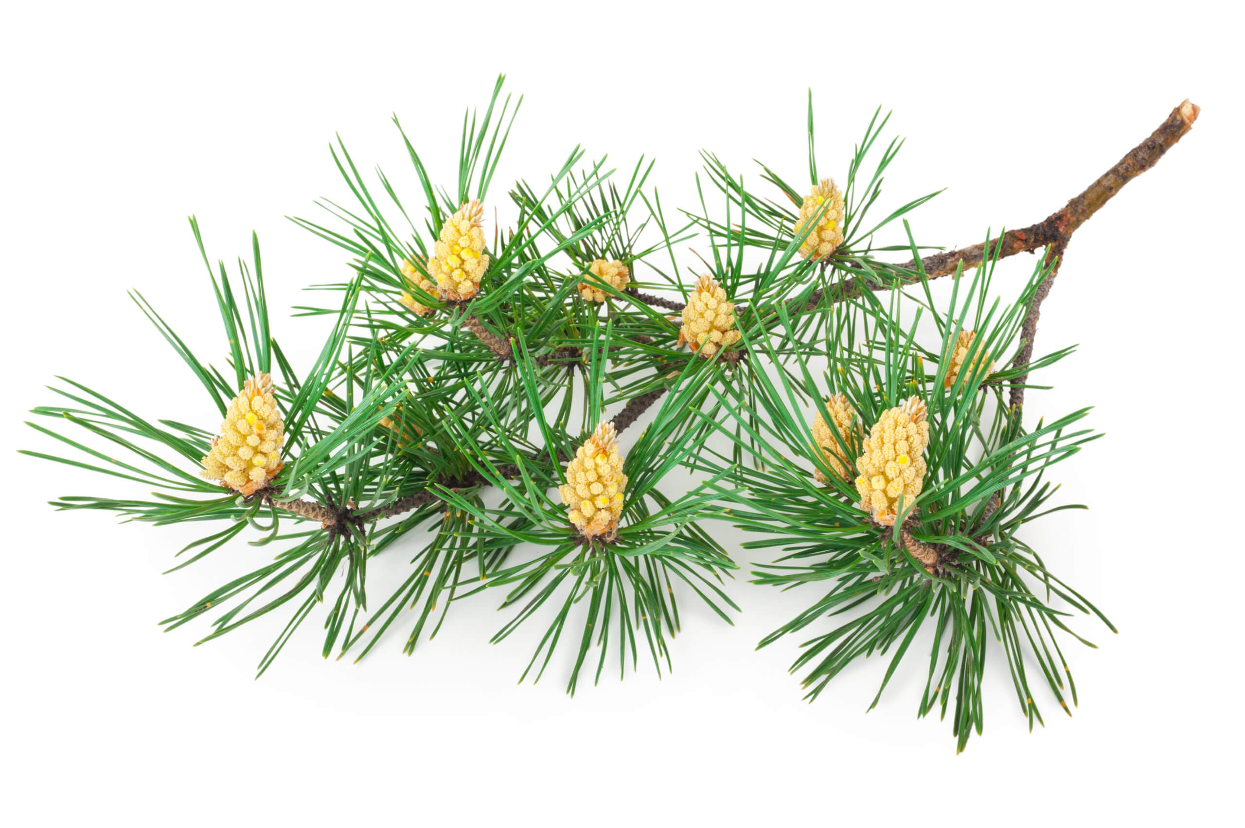 theartofantiaging.com