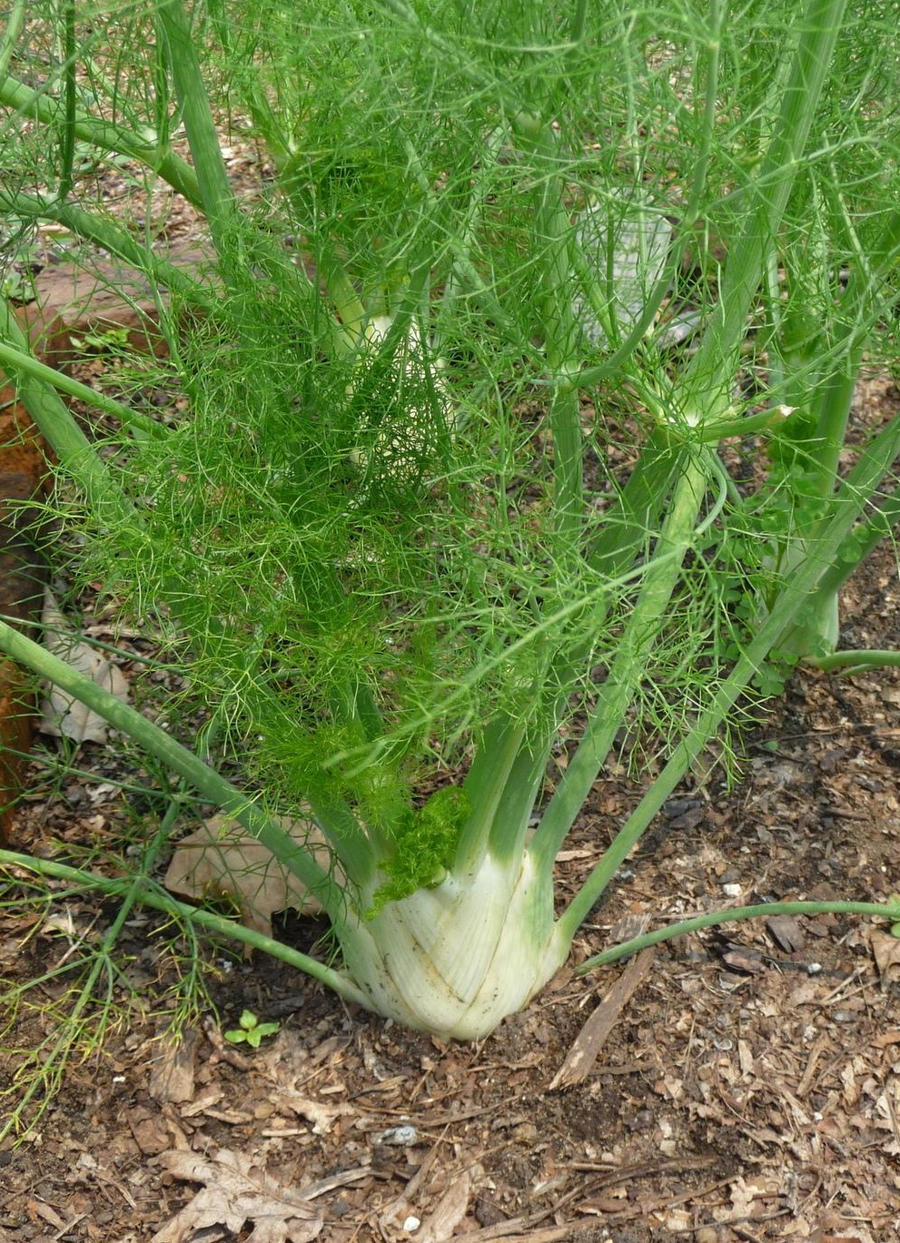 Herb-Fennel.jpg