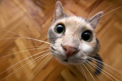 cute_wide-eyed-cat-400x265.jpg