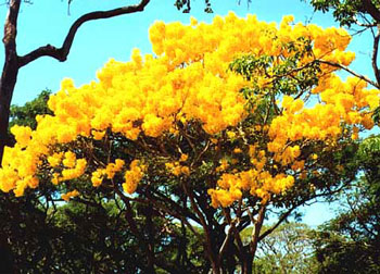 yellow_flower_tree.jpg