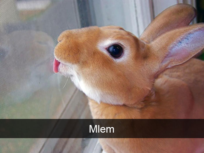 animal-snapchats-59-587f678318872__700.jpg