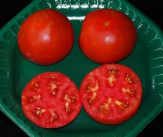 Celebrity Hybrid Tomato seedsbulk 50 pkt. Heavy producercompact Plant
