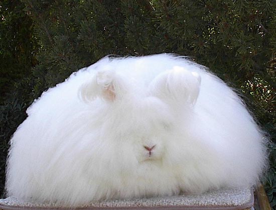 fluffybunny.jpg