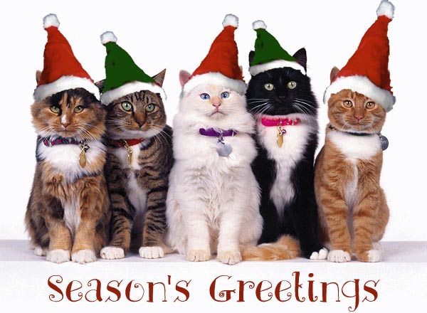 funny-cat-christmas-cards.jpg