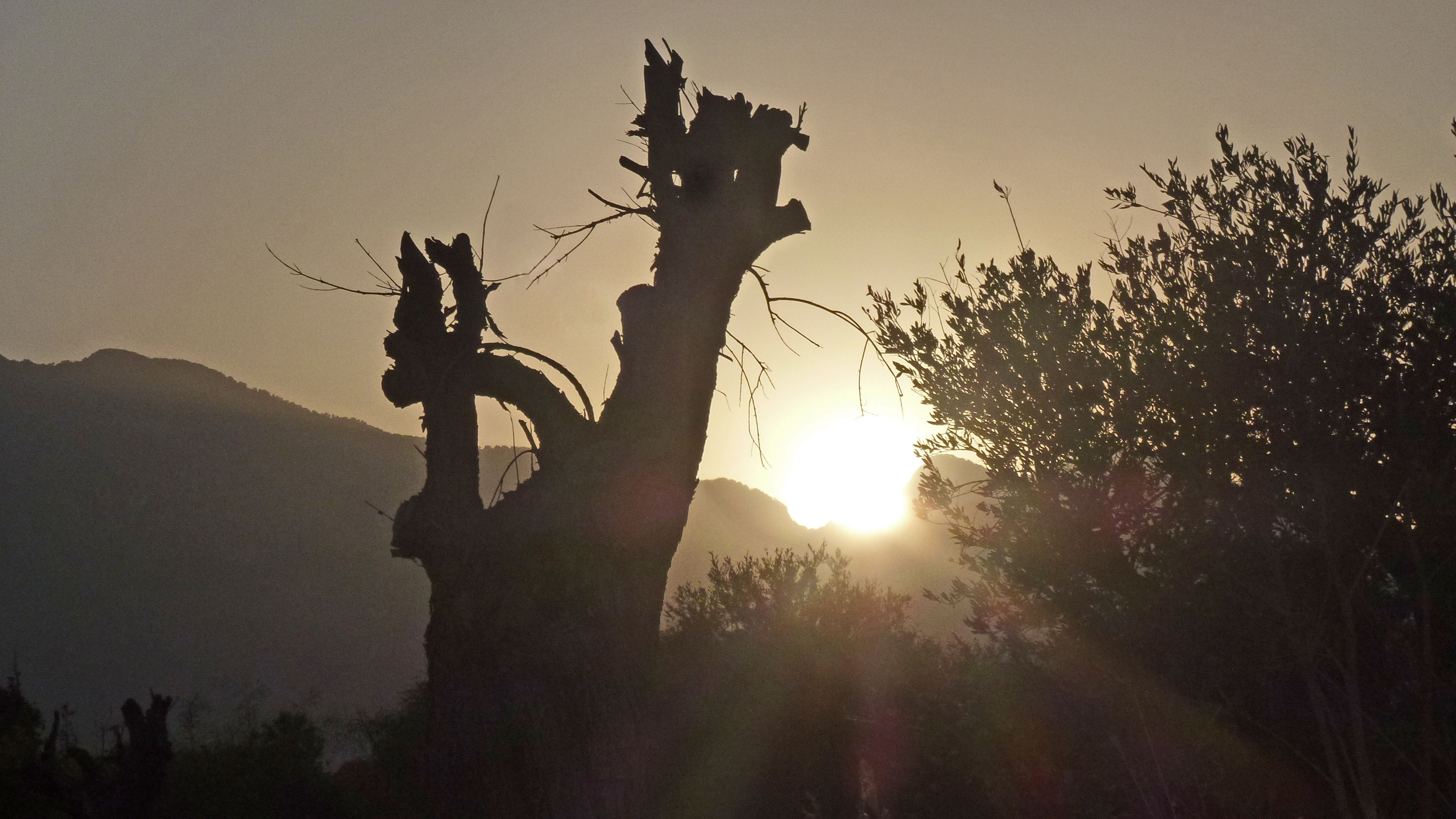 sun-olive-tree.jpg